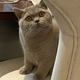 Image for article titled I Adore Him; He Tolerates Me: The Blessing of My Emotionally Unavailable Cat